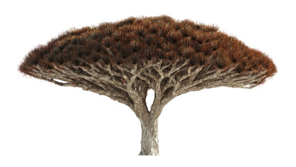 Obraz premium Dragon Blood Tree Isolated