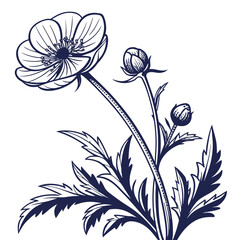 Glacier Buttercup Flower Vector Illustration | Alpine Wildflower Botanical Artwork | Mountain Flora Design