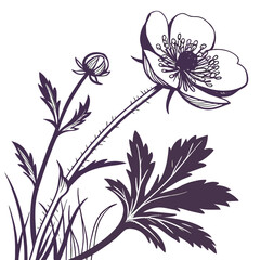 Glacier Buttercup Flower Vector Illustration | Alpine Wildflower Botanical Artwork | Mountain Flora Design