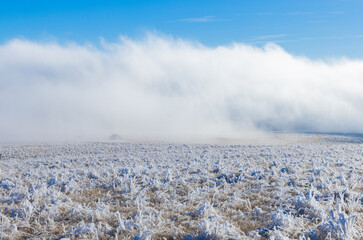 A field of grass covered in hoarfrost or possibly soft rime ice with fog, mist in the air