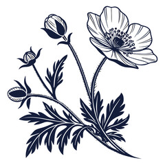 Glacier Buttercup Flower Vector Illustration | Alpine Wildflower Botanical Artwork | Mountain Flora Design