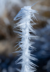 The striking, feathery ice formation on the plant stems in the image is called hoarfrost, rime ice, ice needles