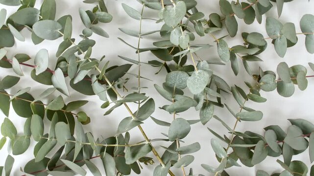 Closeup of eucalyptus leaf on a white revolving background. Natural medical plant. High quality 4k footage