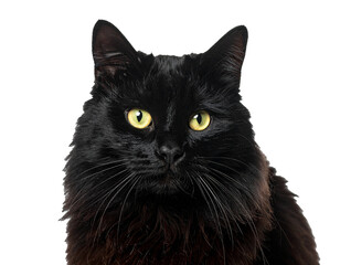 Schwarze Katze Nahaufnahme &ndash; freigestellt auf wei&szlig;em Hintergrund