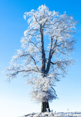 A solitary tree covered in hoarfrost against a bright blue sky