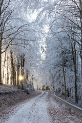 A dirt forest road through a frozen forest