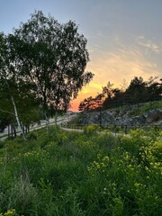 Green Hillside With Wildflowers at Sunset. Grassy hillside with wildflowers and trees overlooking rocks and a road during a warm sunset.