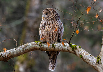 A Ural owl (Strix uralensis) sitting on a branch in the forest