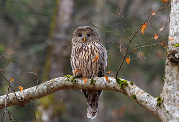 A Ural owl (Strix uralensis) sitting on a branch in the forest