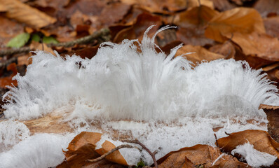 Hair ice or frost beard, a rare type of ice formation that grows on dead, rotting wood
