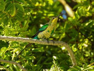 Immature Malachite Sunbird on Branch