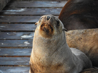 Obraz premium Sleepy Cape Fur Seal