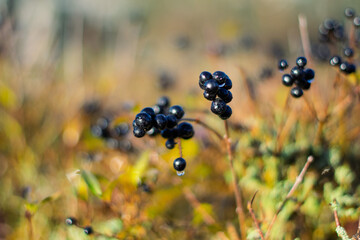 Glossy Black Berries with Dew Drops Against Golden Autumn Background