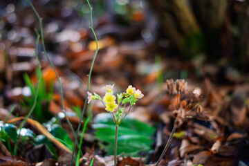 Delicate Yellow Flowers Emerging from Brown Autumn Leaves