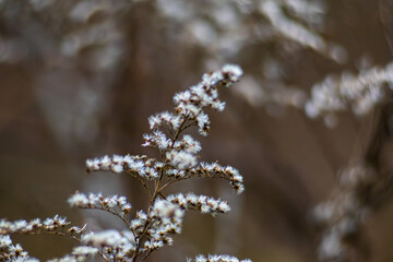 Fluffy White Seed Heads of Dried Goldenrod in Winter Macro