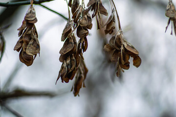 Cluster of Brown Dried Samaras (Winged Seeds) Hanging on Branch