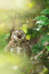 B&uacute;ho, Chuncho Austral, Patagonia, Chile