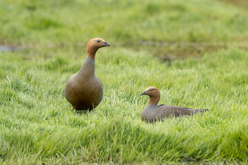 Canquén Colorado, Magallanes, Chile