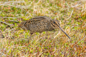 Becacina Grande, Punta Arenas, Magallanes, Chile