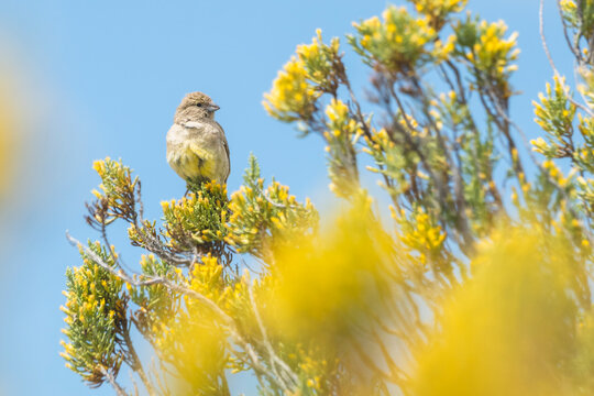 Chirihue Austral, Magallanes, Chile