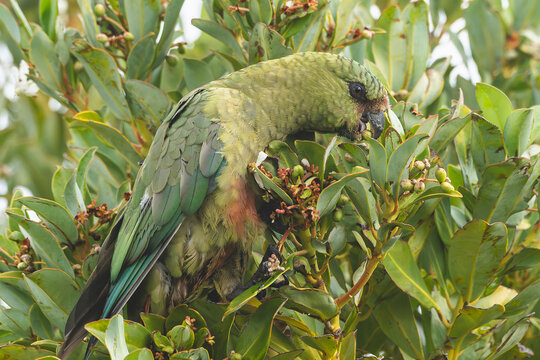 Loro Cacha&ntilde;a, Magallanes, Chile