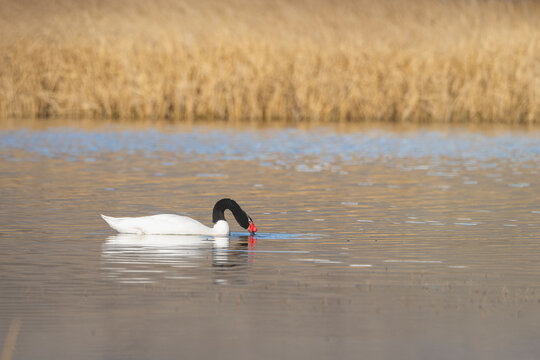 Cisne de Cuello Negro, Puerto Natales, Vega Castillo, Patagonia, Chile