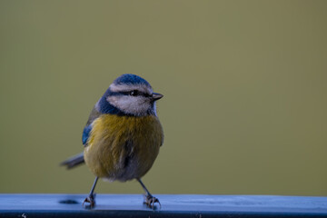 Alert Eurasian Blue Tit (Cyanistes caeruleus) Perched Against Green Background