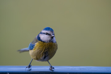 Alert Eurasian Blue Tit (Cyanistes caeruleus) Perched Against Green Background