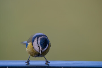 Alert Eurasian Blue Tit (Cyanistes caeruleus) Perched Against Green Background