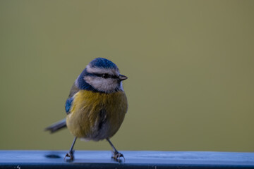 Alert Eurasian Blue Tit (Cyanistes caeruleus) Perched Against Green Background