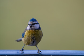 Alert Eurasian Blue Tit (Cyanistes caeruleus) Perched Against Green Background