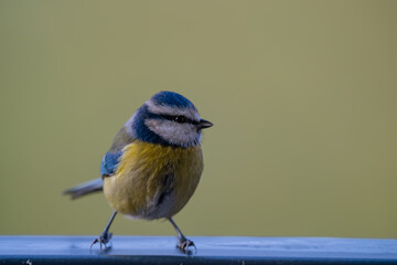 Alert Eurasian Blue Tit (Cyanistes caeruleus) Perched Against Green Background