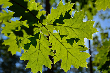 zielone liście dębu pod słońce, Quercus, green oak leaves against the sun
