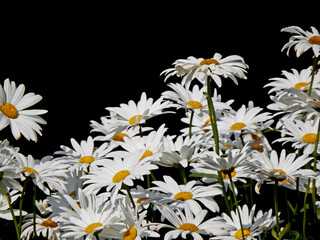 biały Jastrun właściwy, złocień właściwy, białe margerytki na czarnym tle (Leucanthemum vulgare), ox-eye daisy, oxeye daisy, dog daisy, marguerite © kateej