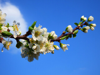 Prunus domestica, białe kwiaty śliwy na niebieskim tle, kwitnąca śliwa, białe kwiaty na tle niebieskiego nieba, blooming plum against the blue sky © kateej