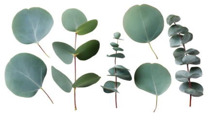 Arranged set of eucalyptus branches leaves floral isolated on transparent background