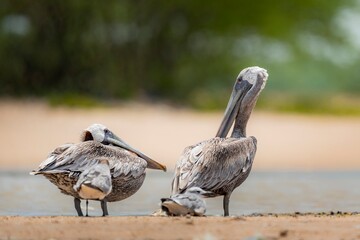 Brown pelicans by the shore in their natural habitat
