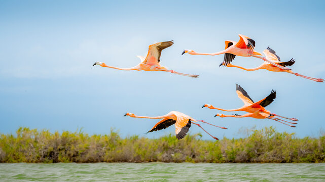 American greater flamingos in synchronized flight over water