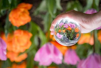 Reflective garden tulip view captured in a hand-held glass sphere