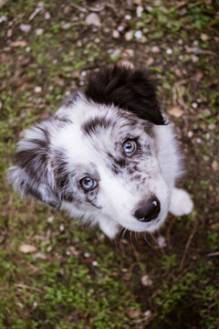 Cute border collie puppy enjoying an autumn day outdoors