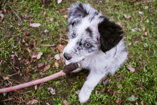 Adorable border collie puppy sitting in autumn leaves