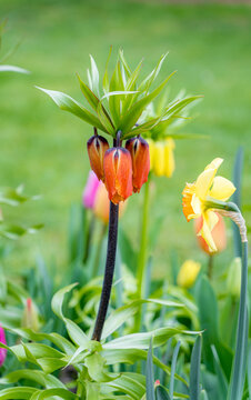 Spring bloom of tulips and corona imperials