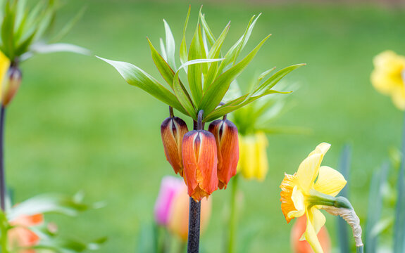 Spring bloom of tulips and corona imperials