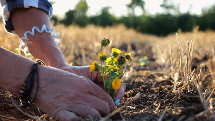 Female hands of farmer planting beautiful yellow flower in the ground at summer season. Arms of agronomist caring for small seedling at sunset. Concept of agricultural business. Slow motion