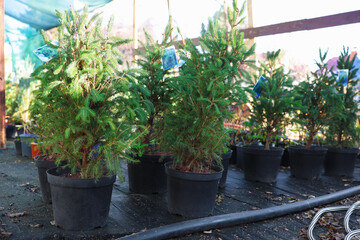 Many small spruce trees in pots at market. Christmas celebration