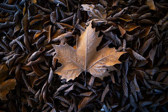Autumn leaf in an oak grove captured with pictorialism