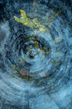 Abstract autumn oak grove in pictorial style