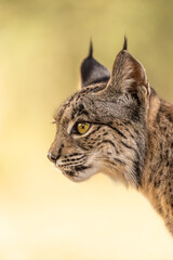 Close-up shot from the Iberian Lynx in the wild in Spain, Europe. The Iberian Lynx is one of the rarest animals on the planet and was near extermination. 