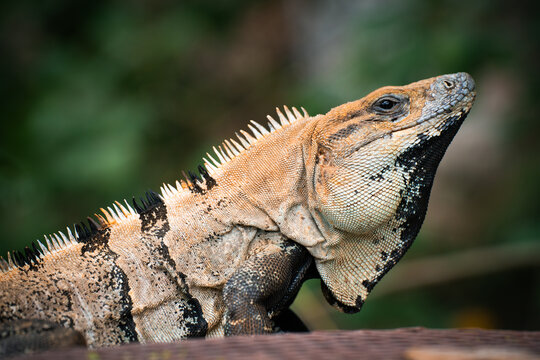 Iguana basking on a branch in natural Yucatan habitat