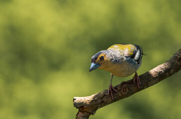 Pajaro observando el entorno sobre fonde verde